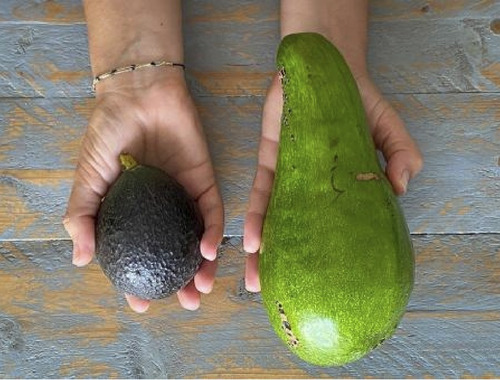 Aguacate Gigante Prod. 1 Año