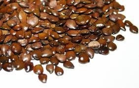 Imagem 7 de 7 de 70 Sementes Aleluia Amarela Pau Fava