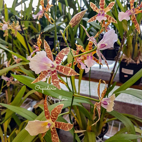 Orquídea Miltonia Clowesii Planta Adulta Flor Amarela-marrom | MercadoLivre