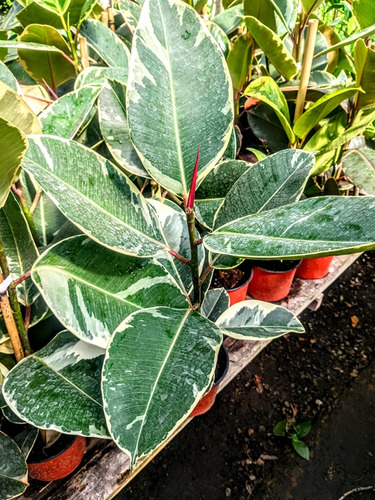 Ficus Elástica Colección- Gomero - Ruby - Variegado - Lemon