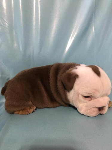 Imagen 5 de 9 de Hermosos Bulldogs Inglés Blue Precio De Oferta Navidad