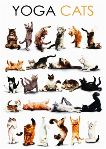 Pôster Yoga Cats - Médio
