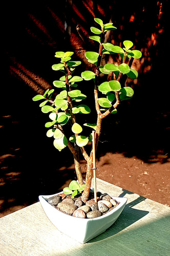 Maceta Ceramica Bonsai Suculenta Portucalaria