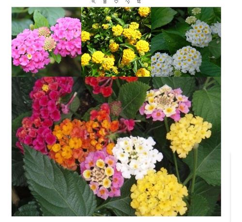 50 Sementes De Flor Lantana Câmara Sortidas / Cambará