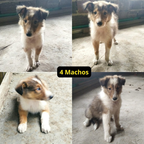 Imagen 3 de 8 de Pastor Collie Cachorros