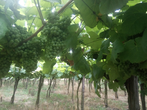 Imagen 10 de 14 de Excelente Chacra Con Viñedos Varias Cepas - Toledo Chico