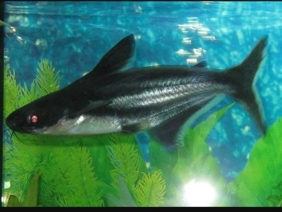 Imagen 1 de 1 de Hermosos Tiburones Iridiscentes