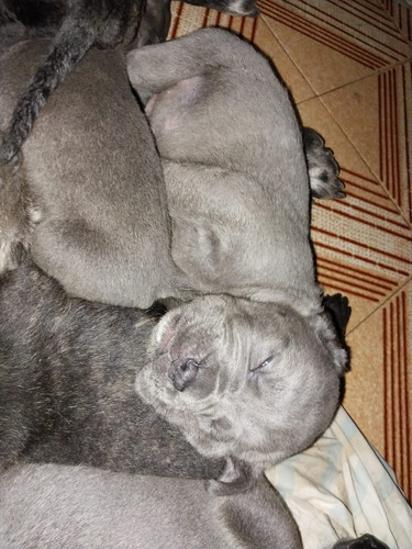 Cachorros Cane Corso Hembras 