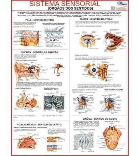 Mapa Sistema Sensorial Do Corpo Humano 120x90 Cm