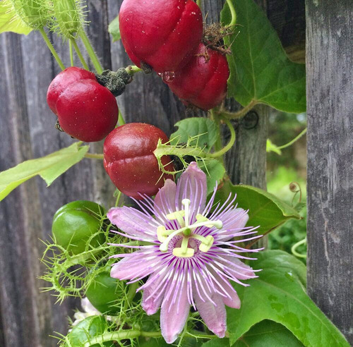 12 Semillas De Maracuya Silvestre Passiflora Foetida