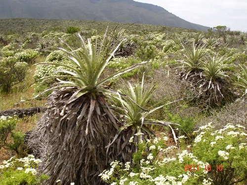 Parcela En Venta En Ovalle, Mirador De Talinay I