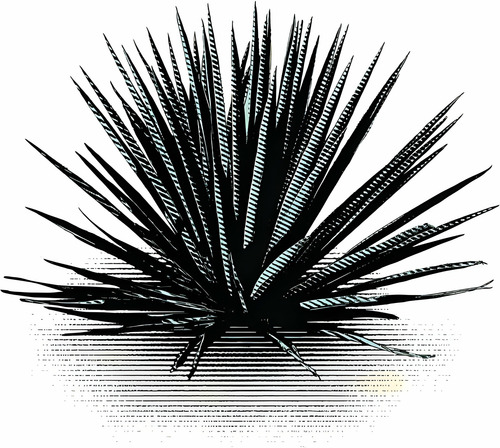 Pita Enana - Phormium Cookianum 'pack X2 S Gratis A Rm