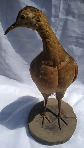 Taxidermia Martineta Colorada Pieza Única