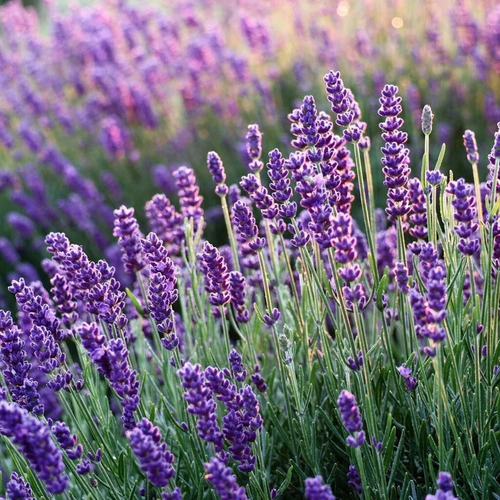 100 Semillas De Lavanda  + Instructivo