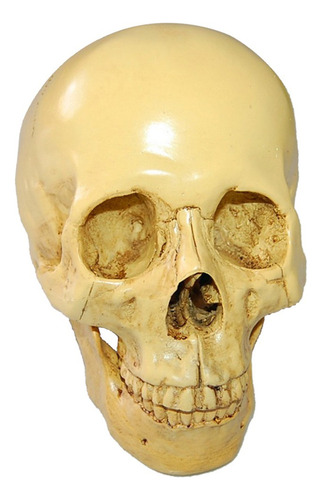 L Simulación De Cráneo Humano De Resina Gótica 1:1