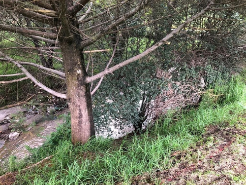 Imagen 4 de 22 de Se Vende Terreno En Bosque Real!!