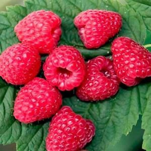 Imagem 5 de 7 de 15 Sementes De Framboesa Gigante Red Raspberry Rubus P/mudas