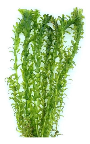 Planta Natural Elodea