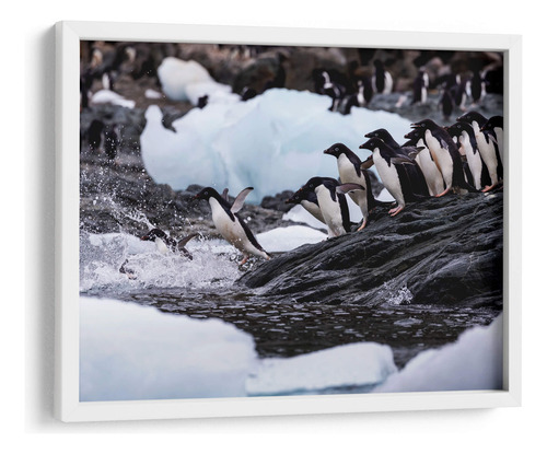 Cuadro Enmarcado Blanco Pingüinos Adelie Saltando 1 40x30