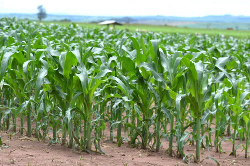 01 Litro Neem Nim Composto Agrícola Óleo Concentrado
