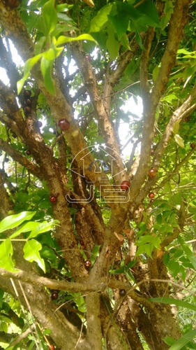 Imagem 4 de 6 de Chácara À Venda Em Loteamento Chácaras Gargantilhas - Ch008047
