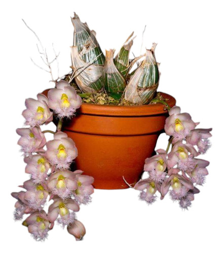 Dos Orquideas Clowesia
