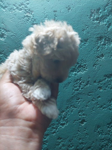 Imagen 9 de 10 de Caniches Toy Vendo O Permuto