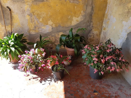 Imagem 11 de 16 de Casa À Venda Em Jardim Luso - Ca000409