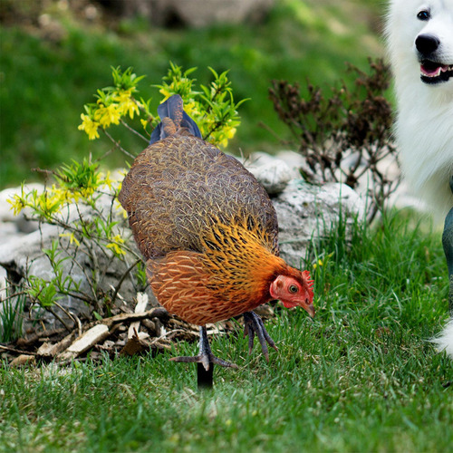 Letrero De Gallina Para Jardín, Escultura Realista De A