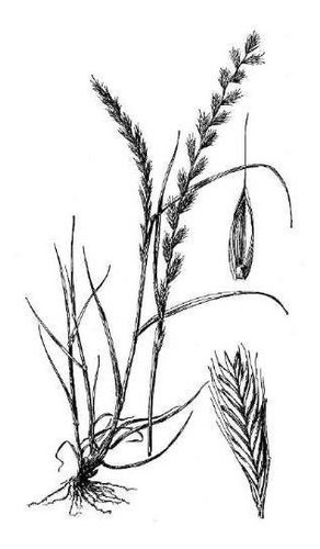 Saco 5 Kg. Semilla Pasto Lolium Perene - Rye Grass Ingles