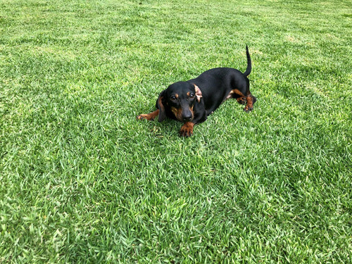 Cachorra Salchicha Golondrina