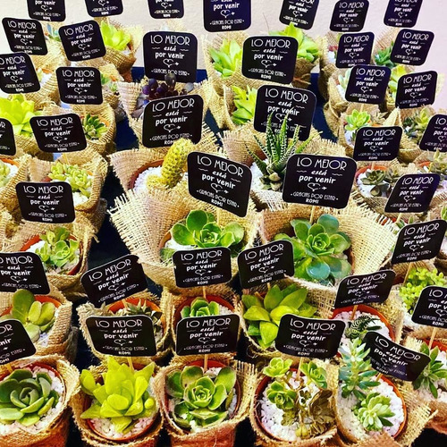 Imagen 10 de 11 de 10 Mini Cactus Suculentas Souvenir Eventos Cumple Isiflor