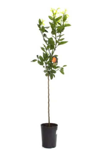 Naranja Sangre De Cristo