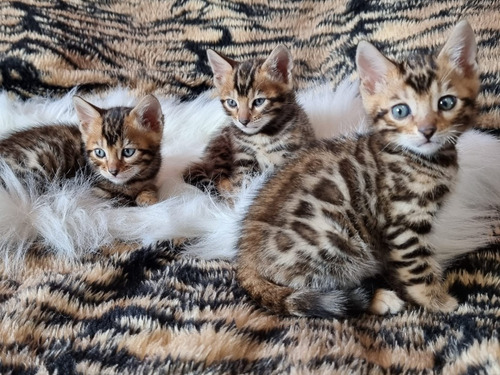 Gatitos  Bengal 