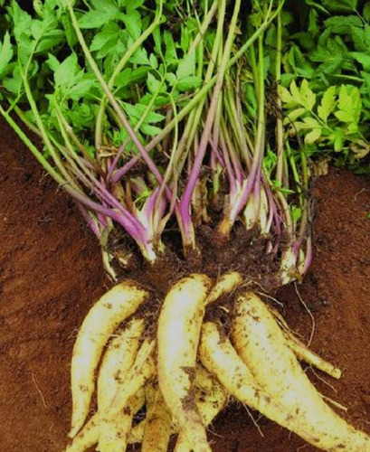 400 Mudas Batata Salsa, Batata Baroa, Mandioquinha Salsa