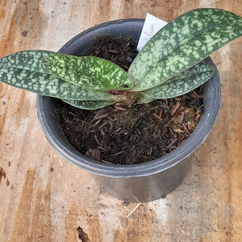 Orquídea Paphiopedillum Delenati Sapatinho Raro Coleção