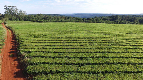 Chacra En Vanta San Vicente Misiones