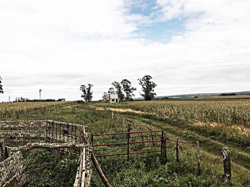 Imagen 4 de 15 de Campo - Balcarce
