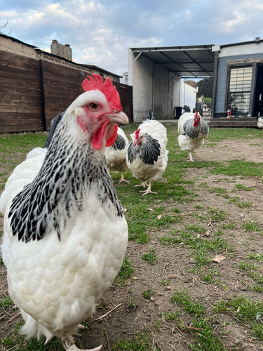 Huevos Fértiles De Gallina Sussex Docena (Usado)