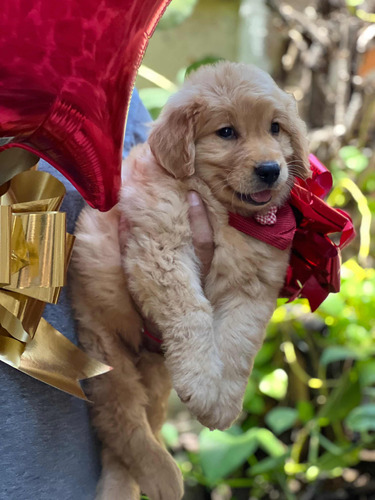 Cachorros Golden Retriever Con Microchip.