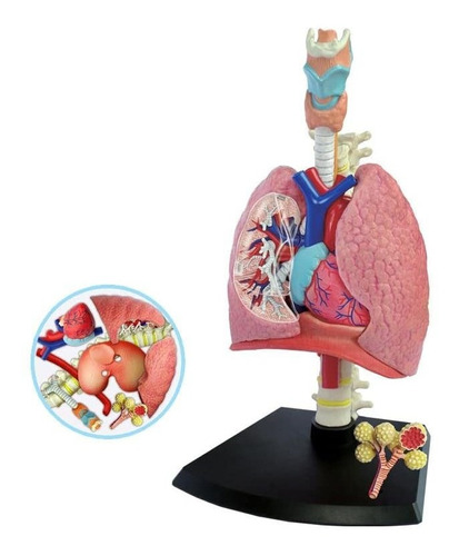 Modelo Sistema Respiratorio Desarmable | Meses sin intereses