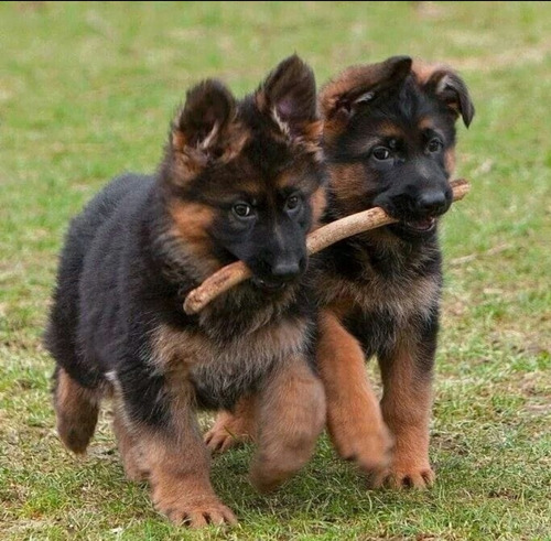 Pastor Alemán Auténticos Cachorros Vip