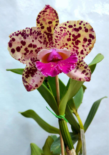 Orquidea Cattleya Blc Durigan Gemini - Perfumada * Adulta * | Parcelamento  sem juros