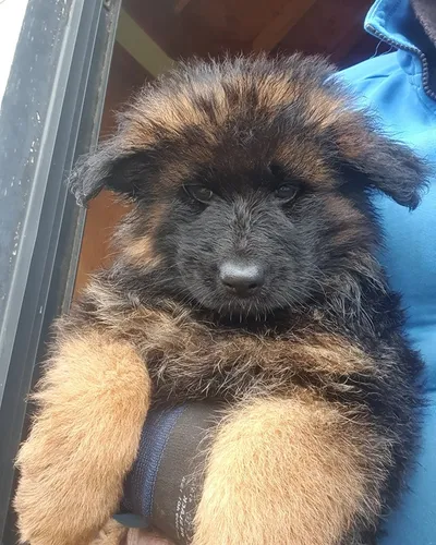 Cachorros Pastor Alemán Pelo Largo Puros Venta En Riohacha