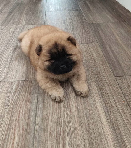 Cachorro Chow Chow Cali Animal Pets Colombia
