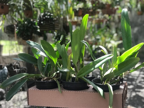 Imagem 6 de 8 de Touceira De Orquídea Cattleya 07 Bulbos Adulta Já Florindo