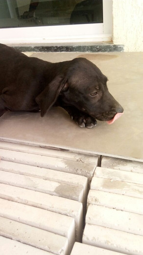 Cachorro Weimaraner