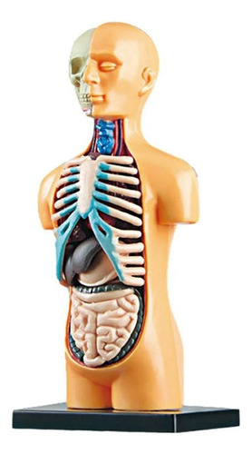 Modelo De Cuerpo De Torso Humano Anatómico Extraíble En 3d P