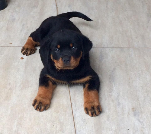 Rottweiler Filhotes Com (60 Dias)frete Gratis