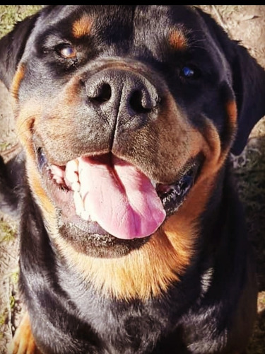 Imagen 8 de 9 de Cachorros Rottweiler Pedigree Kcu